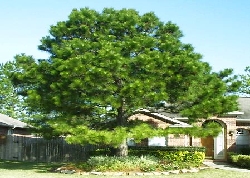 Picture of a healty pine taken care of
by tree tops pest control for many
years 9